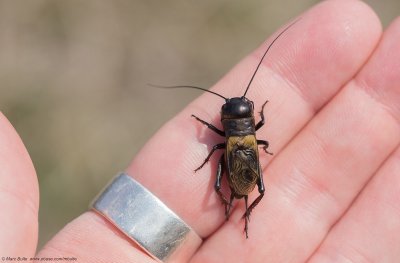 Veldkrekel (Gryllus campestris)