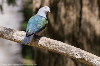 Green Imperial Pigeon (Ducula aenea)