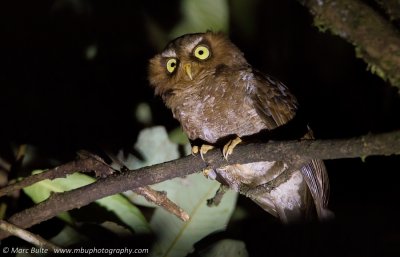 Flores Scops Owl (Otus alfredi)