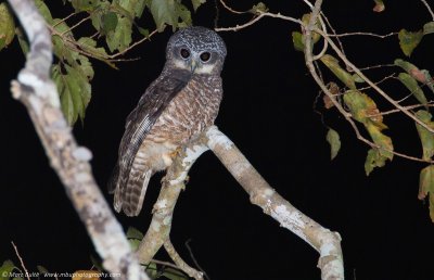 Sumba Boobook (Ninox rudolfi)