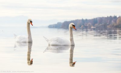 Mute Swan (Cygnus olor)