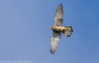 Eurasian Kestrel (Falco tinnunculus)