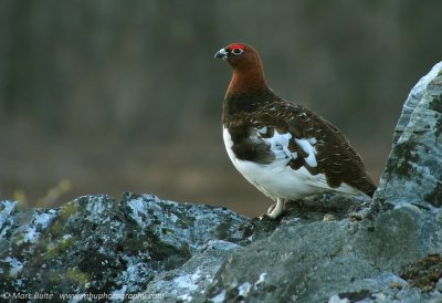 Birds of the Western Palearctic