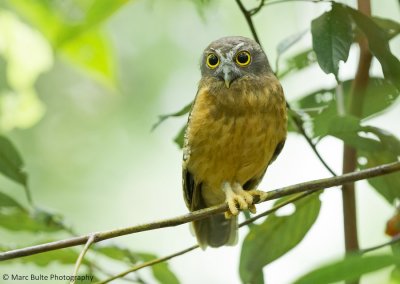 Ochre-bellied boobook (Ninox ochracea)