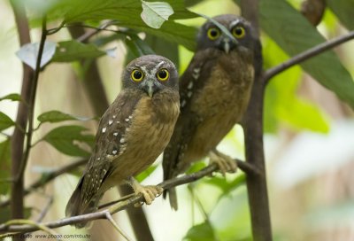 Ochre-bellied boobook (Ninox ochracea)