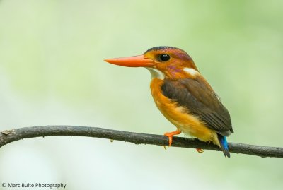 Sulawesi Dwarf Kingfisher (Ceyx fallax)