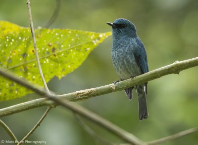 Island Flycatcher (Eumyias panayensis)