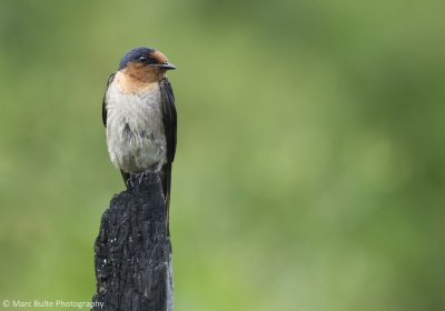 Pacific Swallow (Hirundow tahitica)