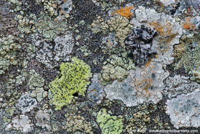 Lichen Mosaic