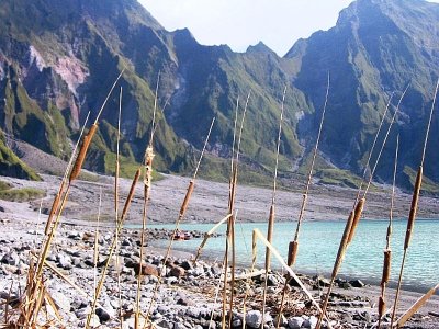 Dead Weeds