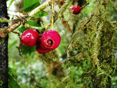Wild Reds