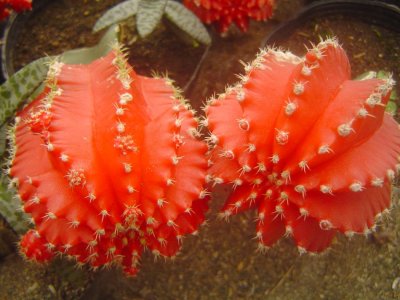 Balimbing Cactus