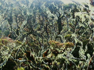 The mossy side of Pulag