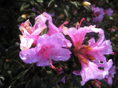 Color of the wilds