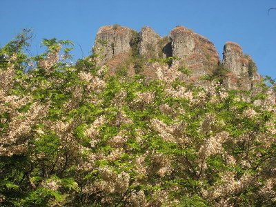 Rocky Blossom