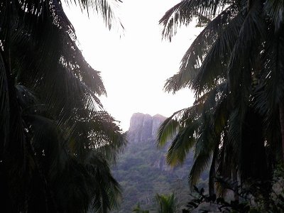 Palm View