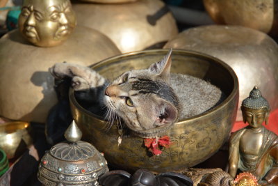 Prayer bowl cat  Kathmandu, Nepal, 10.14