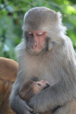 Mother's love, Monkey Temple, Kathmandu, Nepal, 10.14