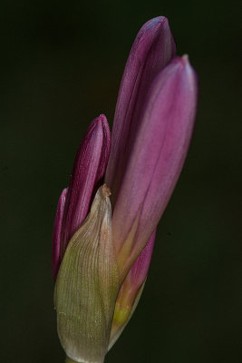 081014-4082.jpg