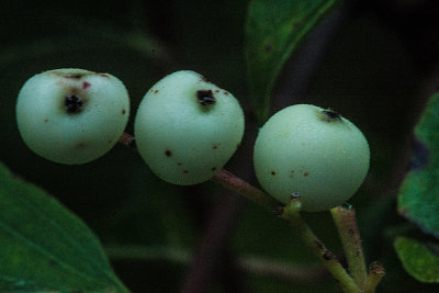 081014-4020.jpg