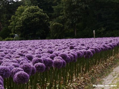 Allium (sieruien)