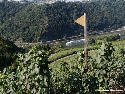 Wijnstokken bij de Loreley