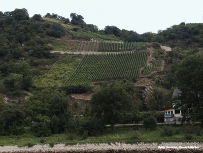 Wijnstokken bij de Loreley