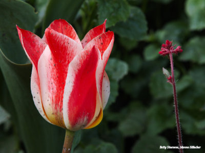 Tulpen in de tuin - tulips in our garden