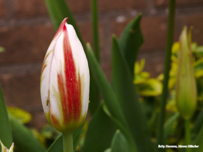 Rood en wit - red and white