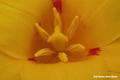 Geel en een beetje rood - Yellow and a bit of red