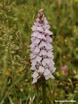 Gevlekte orchis in het dal van de Mosbeek