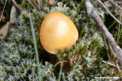 Vroege paddenstoel