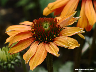 Zonnehoed (Echinacea)