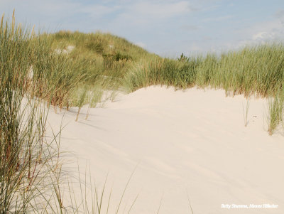 Duinlandschap bij Hargen