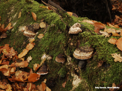 Herfst - paddenstoelen en bladeren