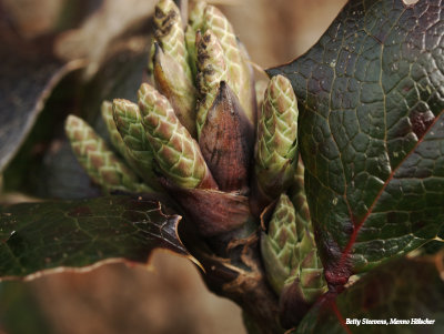 Knoppen van de Mahonia