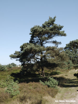 Aekinger zand of Kale Duinen