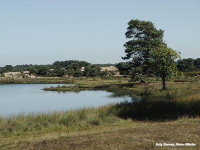 Greenspoele
