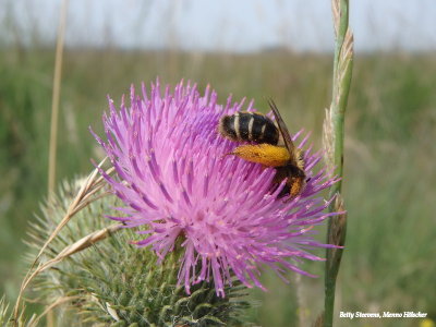 Bij op een distel