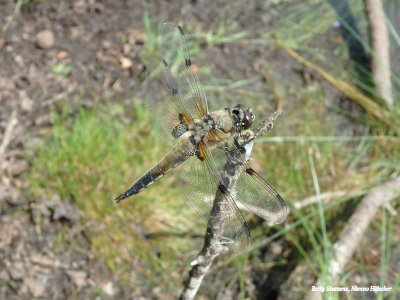 Viervlek (Libellula quadrimaculata)