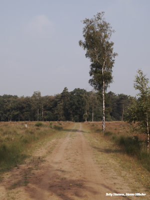 Het Dwingelderveld