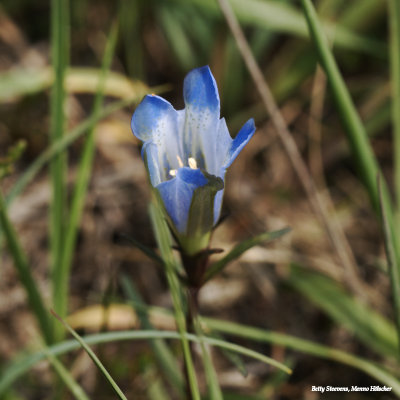 Klokjes gentiaan (Gentiana Pneumonanthe)
