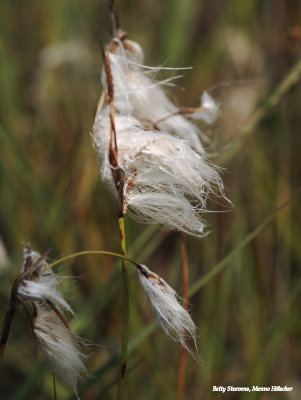 Veenpluis (Eriophorum angustifolium)