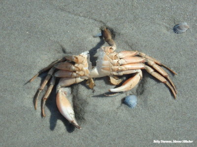 Noordzeestrand - een gegeten krabbetje