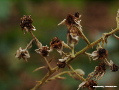 Verdroogde bramen