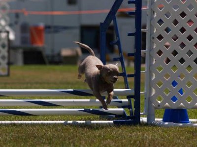 agility_dogs