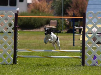 agility dogs 038.jpg