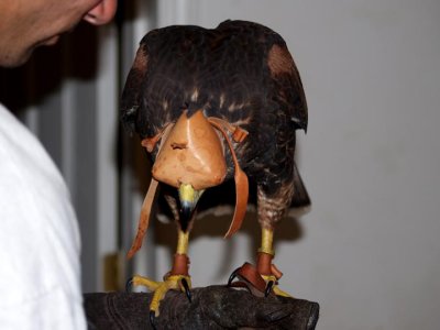 Sancha - Harris Hawk