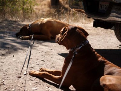 They were not happy to have to lay in the dirt