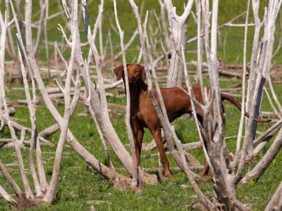 Meile Hiding in the sticks